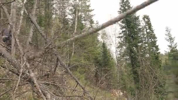 Chop wood Chainsaw — Stock Video