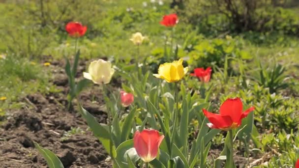 Frühlingsblumen auf einer Pflanze — Stockvideo