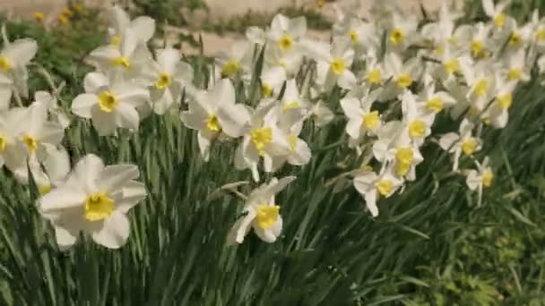 Flores de primavera em uma fábrica — Vídeo de Stock