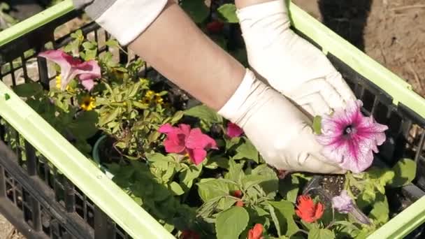 Piantina di semenzaio di fiore su un impianto — Video Stock