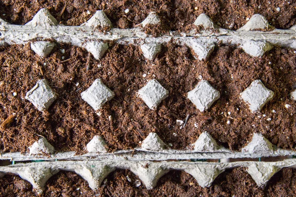 Seeds growing in soil in egg carton Royalty Free Stock Images