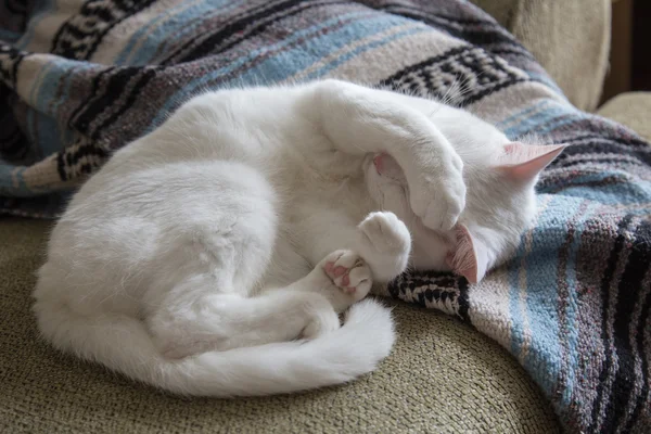 White cat curled up on couch