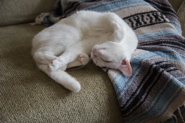 Weiße Katze dehnt sich auf Couch — Stockfoto