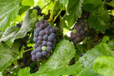 şarap üzümleri asmada.