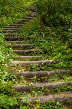 Prens Albert Milli Parkı, ormandaki merdiven