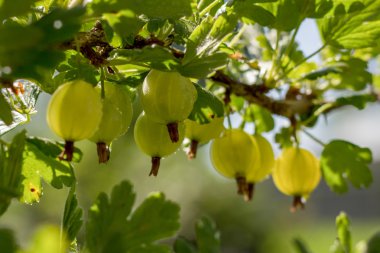 Bir dalda Bektaşi üzümü