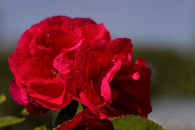 Bahçede kırmızı gül