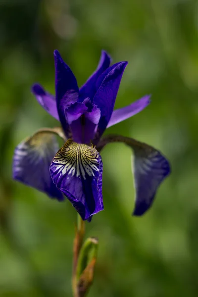 Flover iris i trädgården — Stockfoto