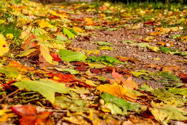 Autunm leaves on road — Stock Photo, Image