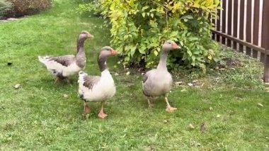 Yeşillik bir arka bahçeyi keşfeden büyüleyici bir ev kazları üçlüsü, doğadaki doğal meraklarını ve dingin varlıklarını vurgulayan keyifli bir anda yakalandılar..