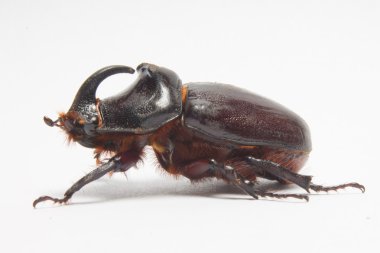 Beyaz arka planda gergedan böceği