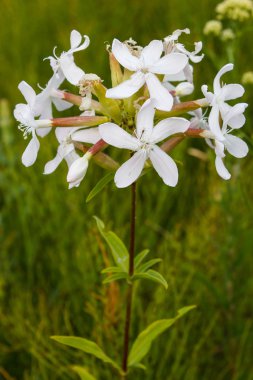 Beyaz yeşil çimen çiçek