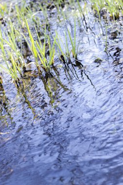 Göl suyu ve çim. Açılı görünümü.