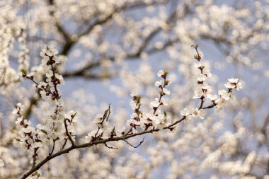 Bokeh ile kayısı ağacı