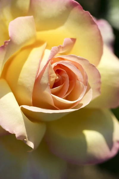 Yellow and beige rose — Stock Photo, Image