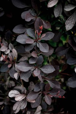 Siyah yapraklar yakın. Koyu eko tarzı arkaplan