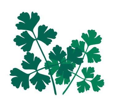 Maydanoz salatası vektör illüstrasyon.