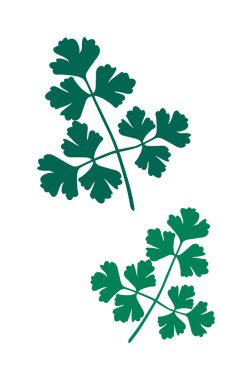 Maydanoz salatası vektör illüstrasyon.