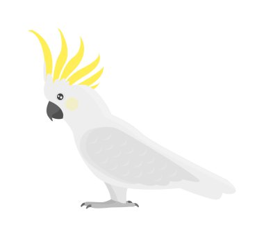 Çizgi film papağan izole kuş vektör