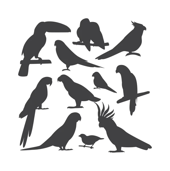 Cartoon parrots vector isolated birds — Stock Vector