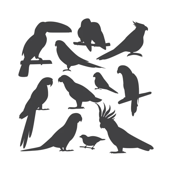 Papagaios de desenhos animados vetores aves isoladas —  Vetores de Stock