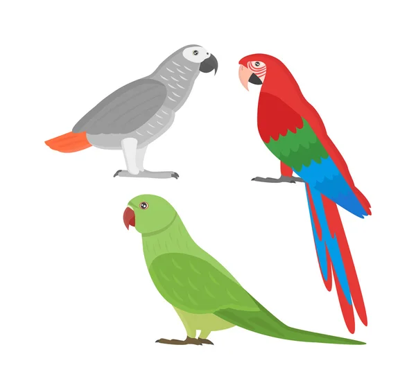 Cartoon papegojor set vektor — Stock vektor