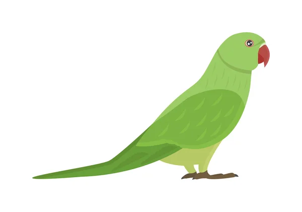 Cartoon papegaai vector geïsoleerde vogel — Stockvector