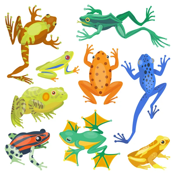 Rana dibujos animados animales tropicales — Vector de stock