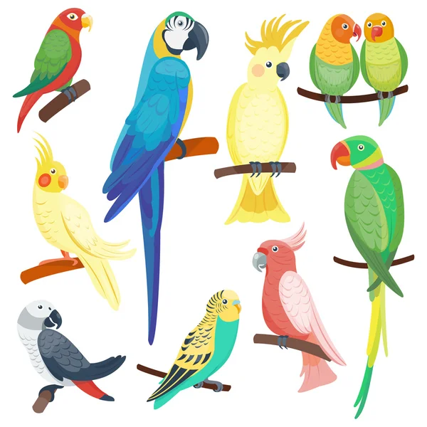 Dibujos animados loros conjunto vector — Archivo Imágenes Vectoriales