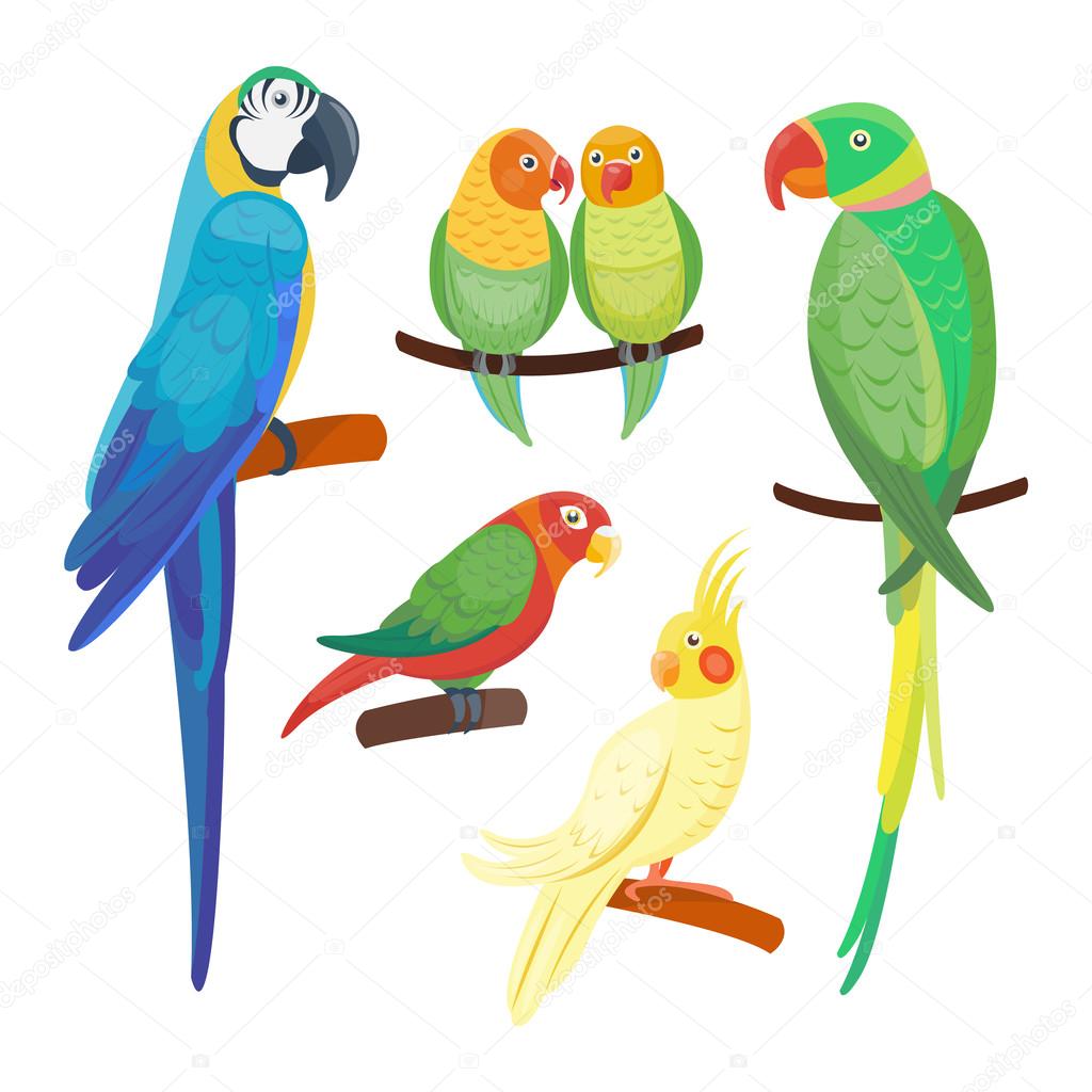 Cartoon parrots set vector