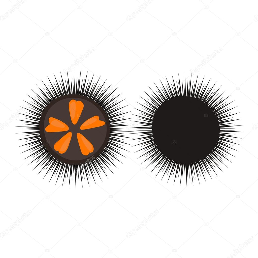 Black sea urchin vector illustration.