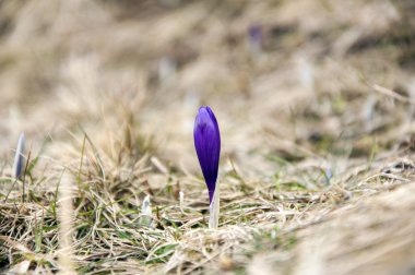 Magic, güzel mor dağ vahşi çiçekler Çiğdem (Crocus sativus görünümünü)