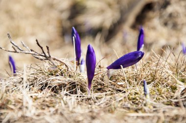 dağ vahşi çiçekler Çiğdem