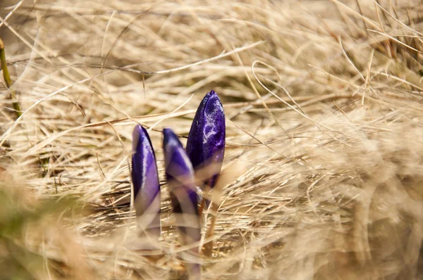 Vista Magia Hermosas Flores Silvestres Montaña Púrpura Crocus Crocus Sativus —  Fotos de Stock