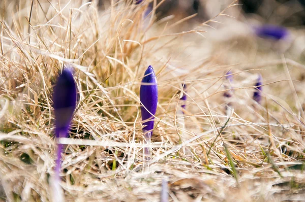 Вид Волшебные Красивые Фиолетовые Горные Дикие Цветы Крокус Crocus Szus — стоковое фото