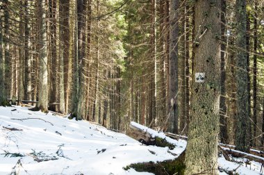 Bisiklet yol işareti