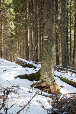Bisiklet yol işareti