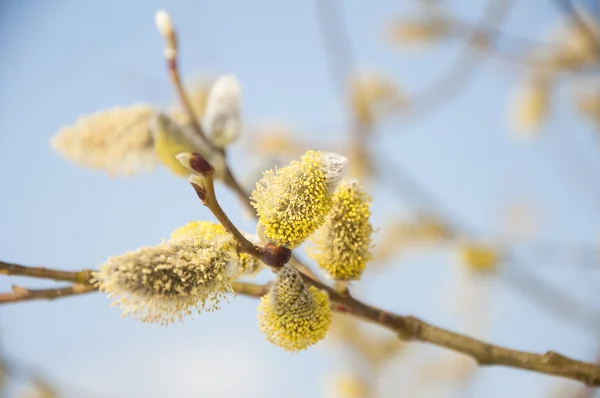 Cogollos de sauce suave esponjoso a principios de primavera . — Foto de Stock