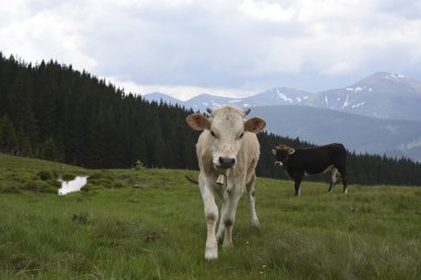 İnekler Hills çayır üzerinde otlatma, arka planda güzel Dağları manzara. Tepelerde otlatma inek sürüsü