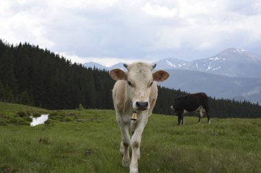 İnekler Hills çayır üzerinde otlatma, arka planda güzel Dağları manzara. Tepelerde otlatma inek sürüsü.