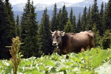 Dağlardaki otlayan inekler