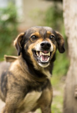 Saldırgan, kızgın köpek