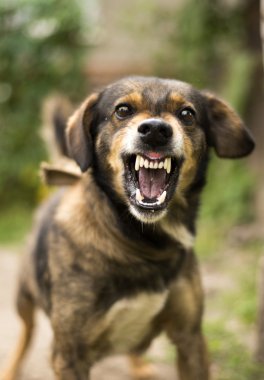 Saldırgan, kızgın köpek