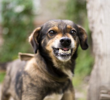 Saldırgan, kızgın köpek