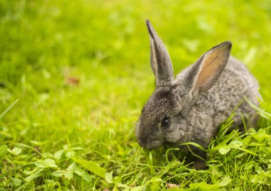 çim closeup olarak gri tavşan