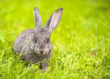 çim closeup olarak gri tavşan