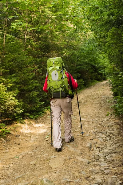 Caminante en el bosque — Foto de Stock