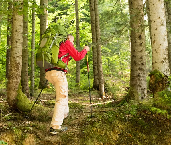 Caminante en el bosque — Foto de Stock