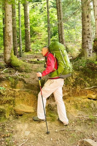 Caminante en el bosque — Foto de Stock