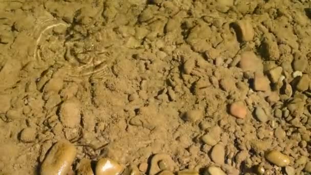 Alburnus Utfodring Rocky Shore Små Fiskar Ablet Klart Floden Bevattnar — Stockvideo